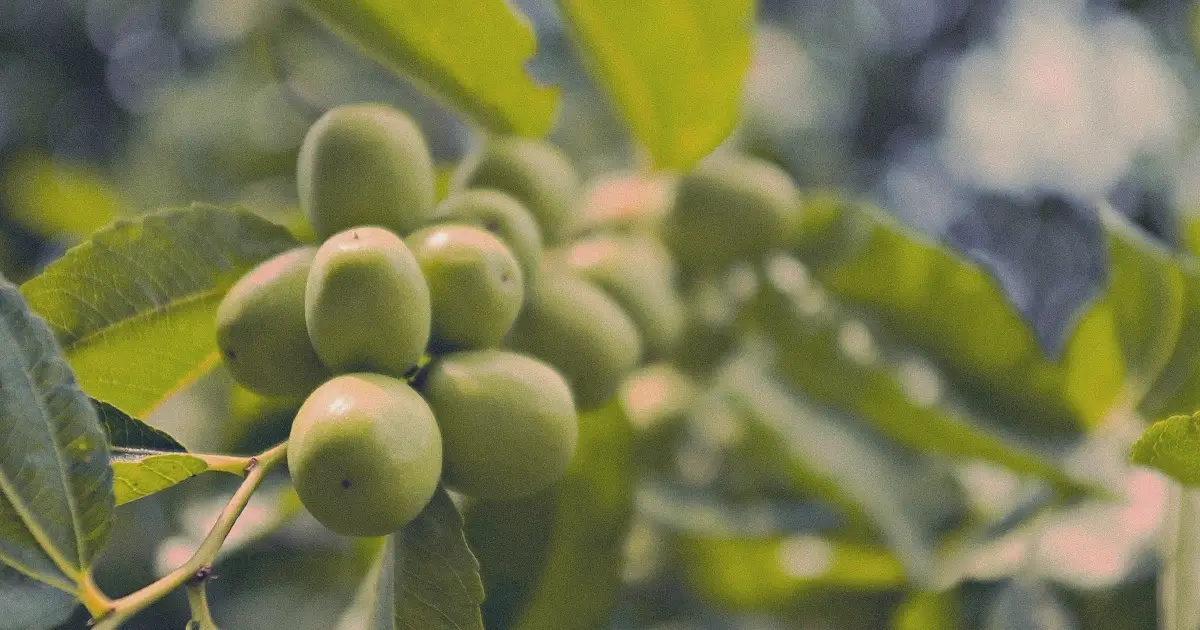 benefits of sidr tree