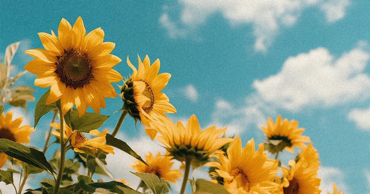 summer blooms